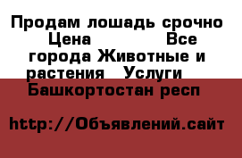 Продам лошадь срочно › Цена ­ 30 000 - Все города Животные и растения » Услуги   . Башкортостан респ.